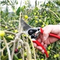 Pruning Scissors TF11 Flux