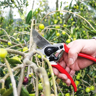 Pruning Scissors TF11 Flux - FTPTF11